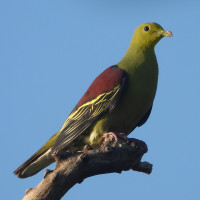 Sri Lanka Green-Pigeon